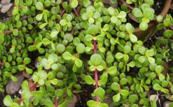 Indigenous Herbal Knowledge