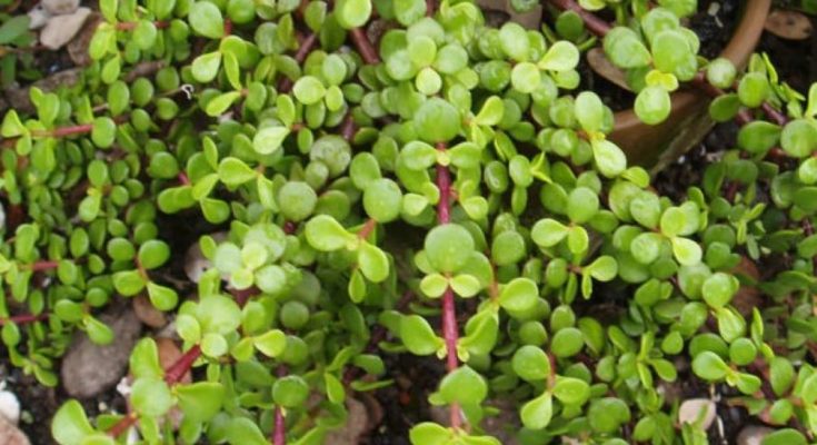 Indigenous Herbal Knowledge