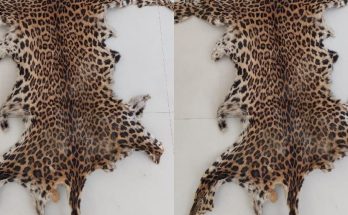 Leopard Skin Smuggling