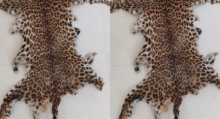 Leopard Skin Smuggling