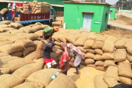 Panjab Paddy Procurement: FCI procured 85 lakh metric tonne 