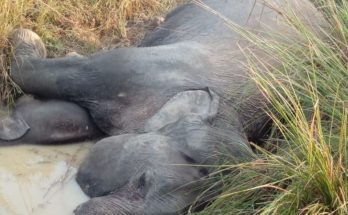 Odisha Elephants Unnatural Death