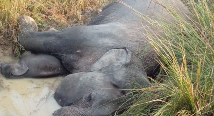 Odisha Elephants Unnatural Death