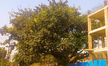 Bhubaneswar Heritage Tree