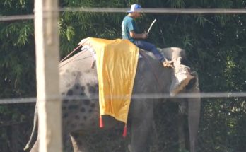 PETA Exposes Elephant Abuse