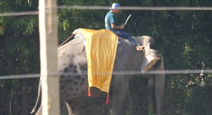 PETA Exposes Elephant Abuse