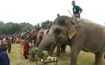 Elephant Festival