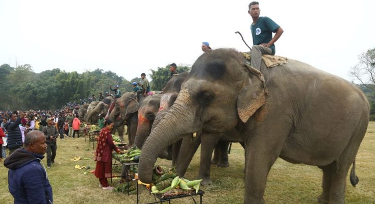 Elephant Festival