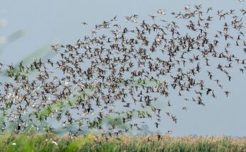 Migratory Birds in Chilika