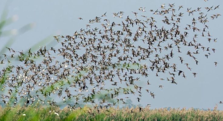 Migratory Birds in Chilika