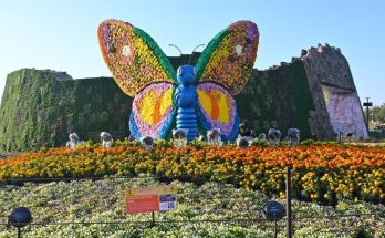 Ahmedabad Flower Show