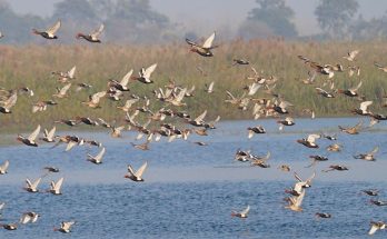 World Wetlands Day