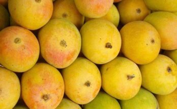 Mango Farmers