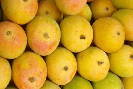 Mango Farmers in Karnataka Get Major Relief from Centre, Click for Details