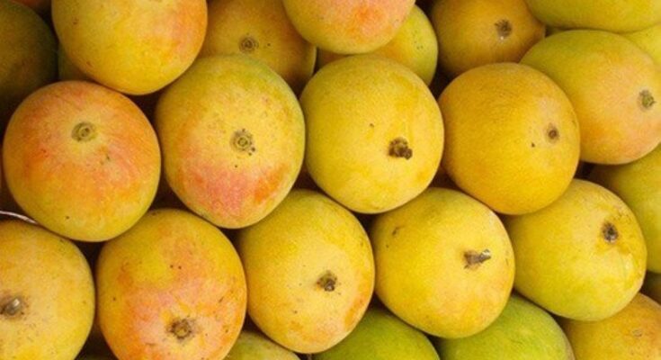 Mango Farmers