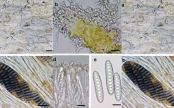 New Lichen Species Reveals