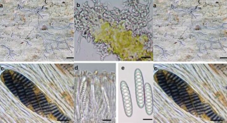 New Lichen Species Reveals