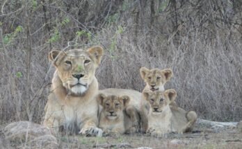 World Lion Day 2025