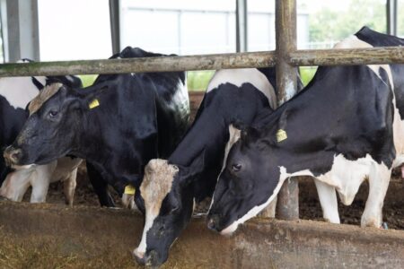 GST Cuts to Benefit 10 Crore Dairy Farmers, Boost Rural Economy