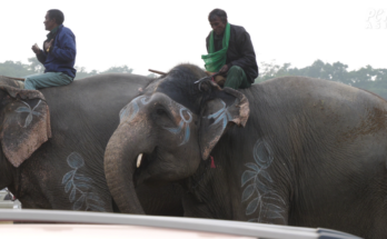 Chitwan Elephant Festival