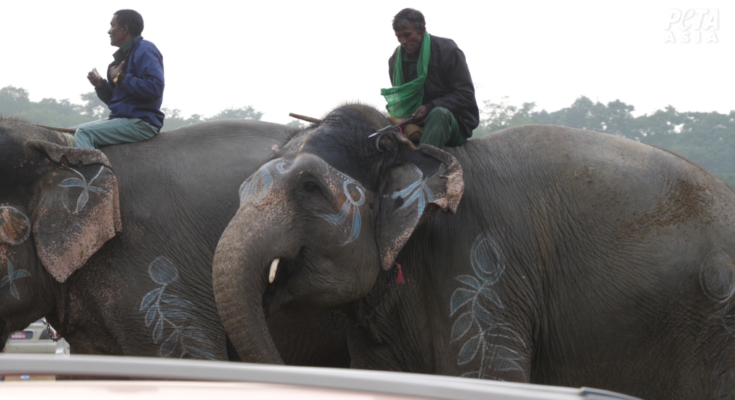 Chitwan Elephant Festival
