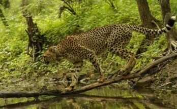 International Cheetah Day