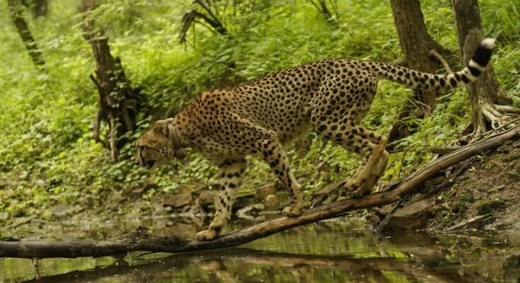 International Cheetah Day