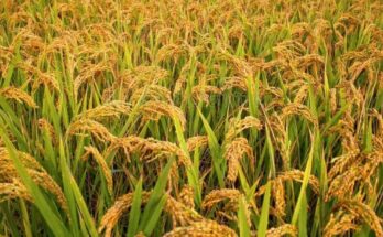 Satellite Imagery of Plots