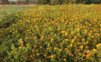 Oilseed Cultivation Expands