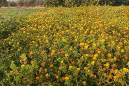Oilseed Cultivation Expands; Production Rises to 429.89 Lakh Tonnes