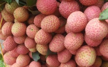 Bihar Litchi Crisis