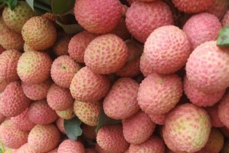 Bihar Litchi Crisis: Agriculture Minister Forms Expert Team to Probe Crop Damage  