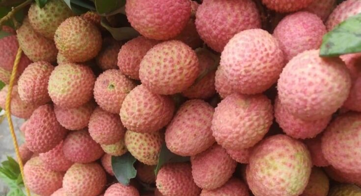 Bihar Litchi Crisis
