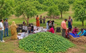 Jharkhand Mango Export