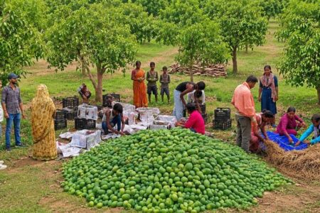 Jharkhand Mango Export: APEDA Facilitates First Shipment to UK