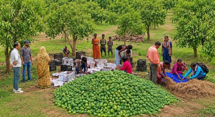 Jharkhand Mango Export