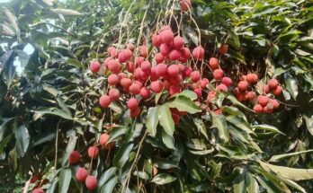 GI-Tagged Tezpur Litchi