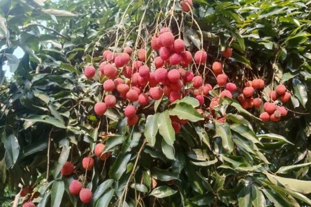 GI-Tagged Tezpur Litchi: APEDA Facilitates First Export From Assam to Dubai