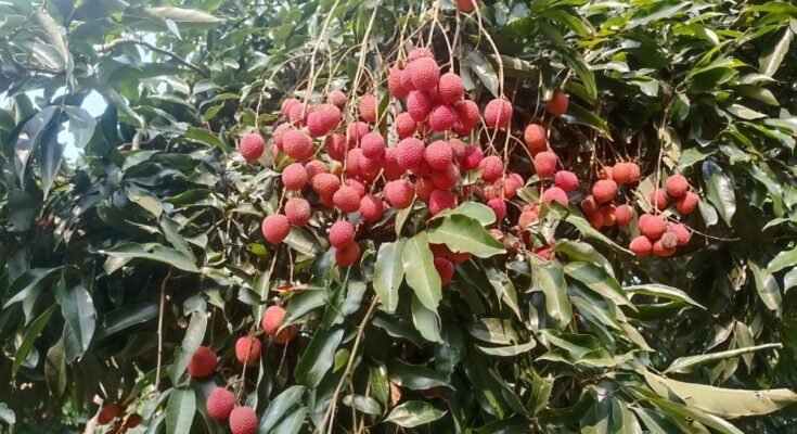 GI-Tagged Tezpur Litchi