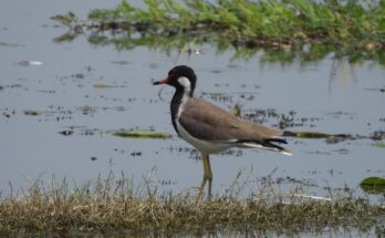 Jai Prakash Narayan Bird Sanctuary