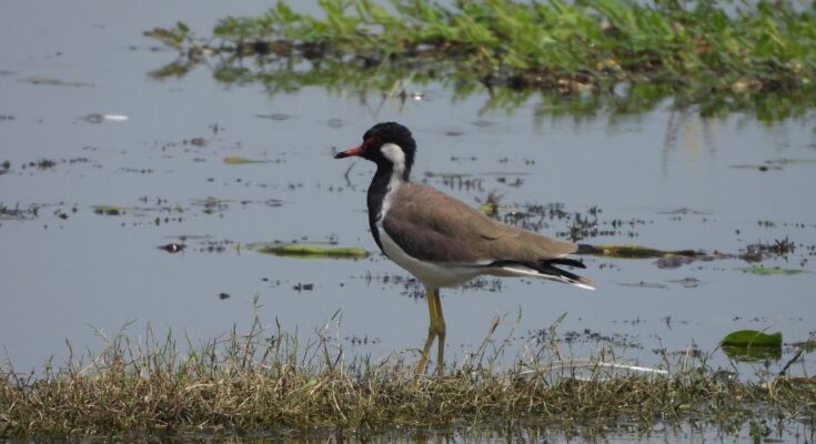 Jai Prakash Narayan Bird Sanctuary