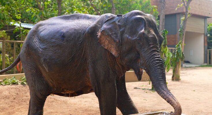 Manika Walks Again