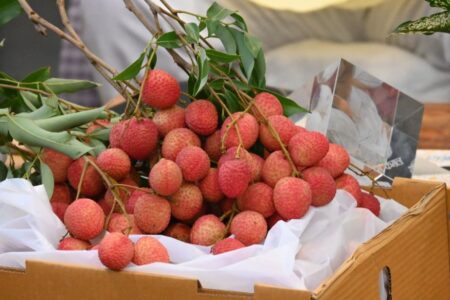 APEDA Facilitates First Export of Fresh Uttarakhand Litchi to Italy