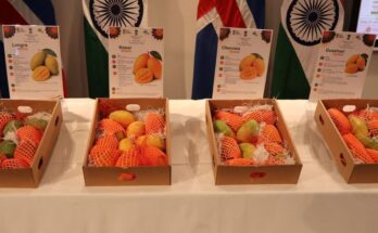 Indian Mangoes