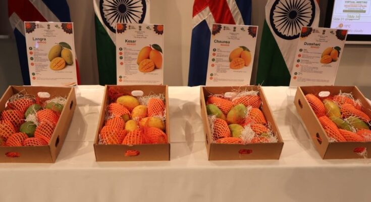 Indian Mangoes