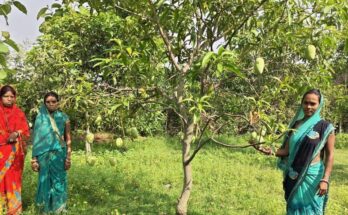 Jharkhand Amrapali Mangoes