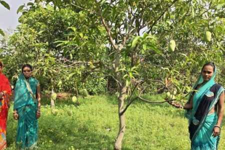 Jharkhand Amrapali Mangoes Reach Dubai With APEDA Export Support