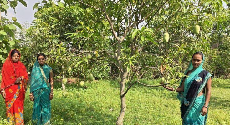 Jharkhand Amrapali Mangoes