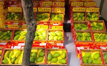 India Export