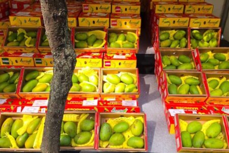 India Export 12.5 Tonnes Dashehari and Langra Mangoes to Dubai